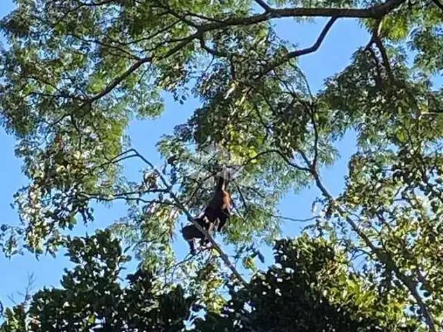 Sítio / Chácara para Venda em Nova Petrópolis/RS Zona Rural