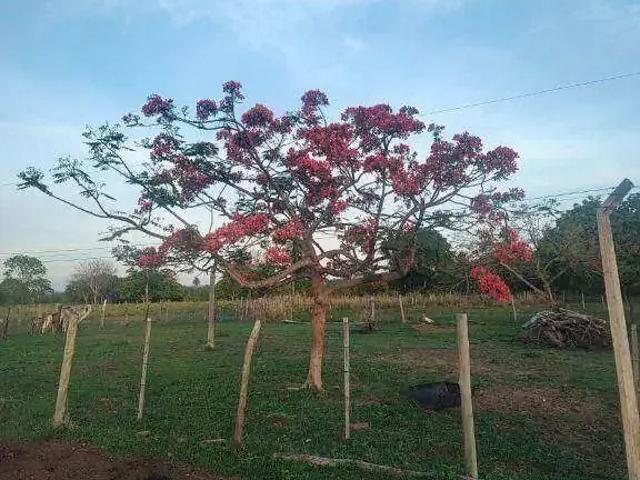 Sítio / Chácara para Venda em Nossa Senhora do Livramento/MT Zona Rural