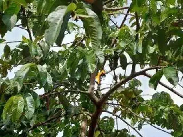Sítio / Chácara para Venda em Nhandeara/SP Centro 3 Quartos