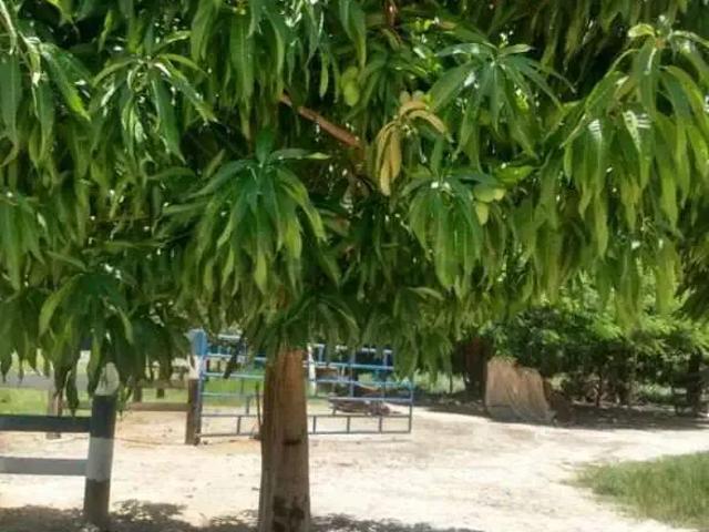 Sítio / Chácara para Venda em Niquelândia/GO Zona Rural