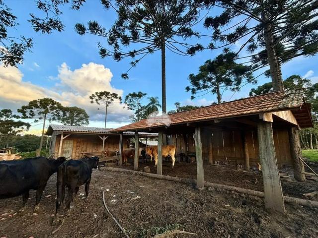 Sítio / Chácara para Venda em São Mateus do Sul/PR Zona Rural 2 Quartos