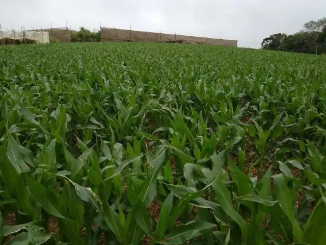 Sítio / Chácara para Venda em São Miguel Arcanjo/SP Zona Rural 2 Quartos