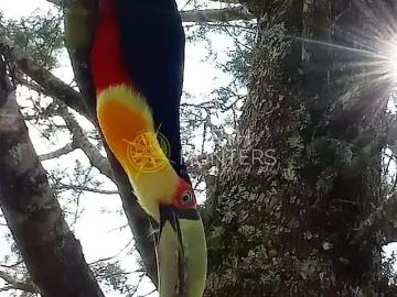 Sítio / Chácara para Venda em São Bento do Sul/SC Rio Vermelho Estação 2 Quartos
