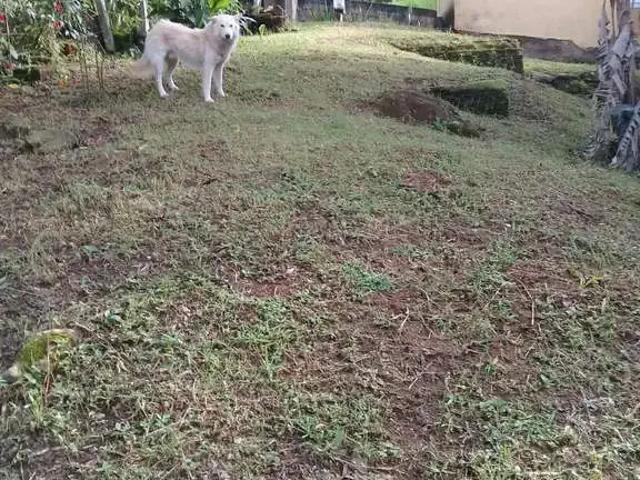 Sítio / Chácara para Venda em São Bento do Sapucaí/SP Centro 2 Quartos
