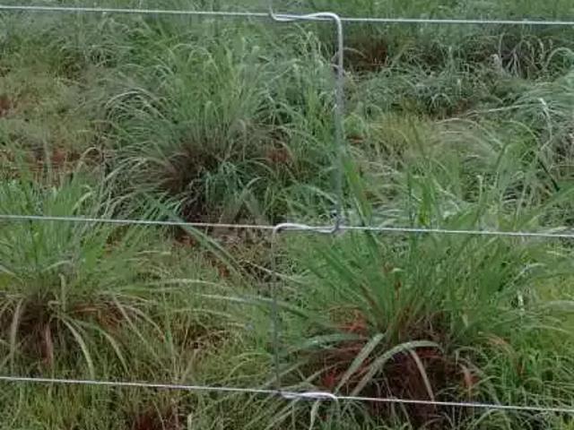 Sítio / Chácara para Venda em São Félix do Araguaia/MT Centro