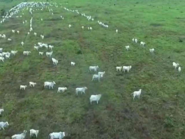 Sítio / Chácara para Venda em São Félix do Araguaia/MT Zona Rural