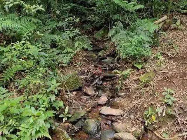 Sítio / Chácara para Venda em São Francisco de Paula/RS Centro