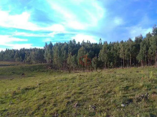 Sítio / Chácara para Venda em São Francisco de Paula/RS Eletra