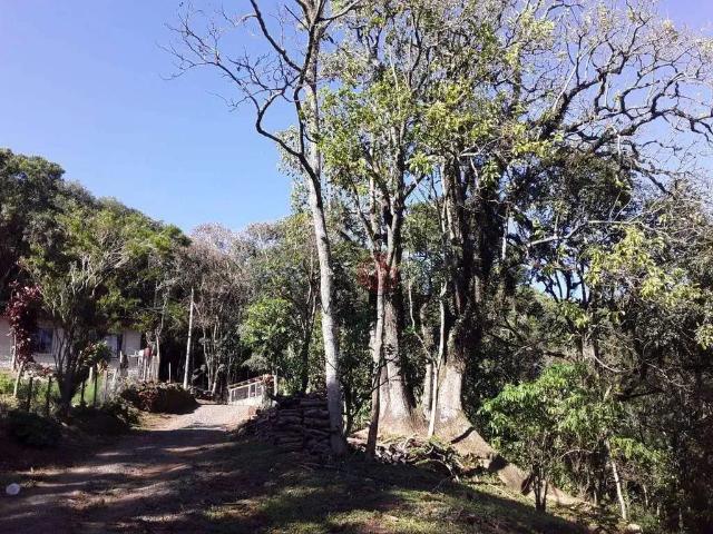 Sítio / Chácara para Venda em São Francisco de Paula/RS Recosta 4 Quartos
