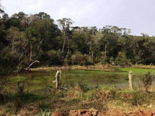 Sítio / Chácara para Venda em São Francisco de Paula/RS Tainhas 1 Quartos