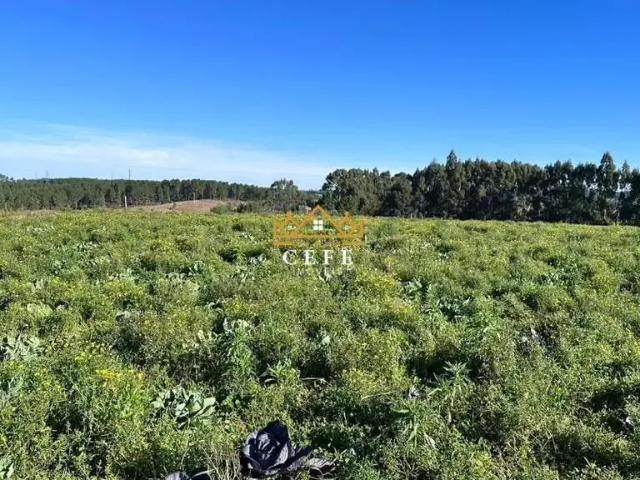 Sítio / Chácara para Venda em São Francisco de Paula/RS Zona Rural
