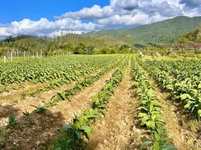 Sítio / Chácara para Venda em São João Batista/SC Colônia
