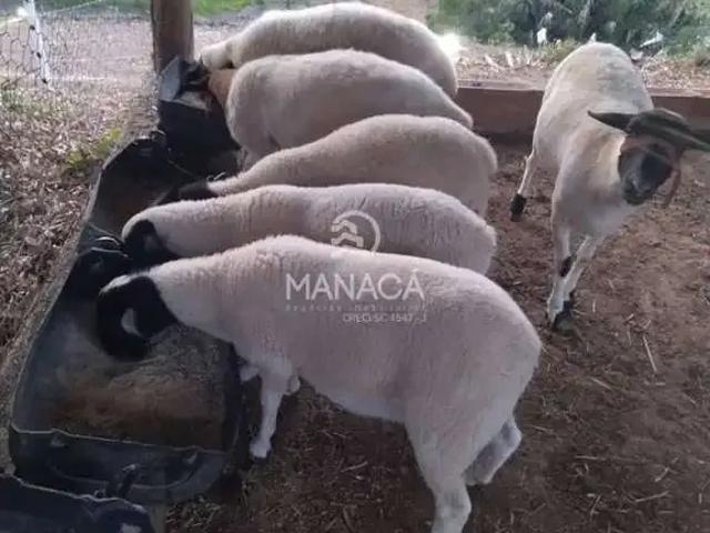 Sítio / Chácara para Venda em São João do Itaperiú/SC Santa Cruz 1 Quartos