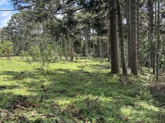 Sítio / Chácara para Venda em São Joaquim/SC Zona Rural