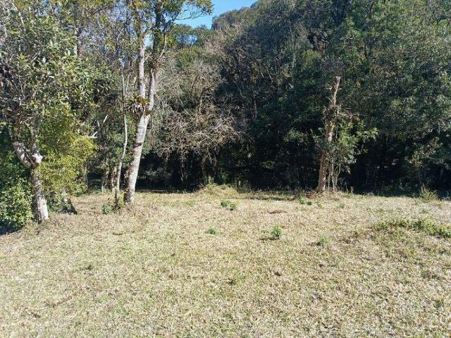 Sítio / Chácara para Venda em São José dos Pinhais/PR Zona Rural 3 Quartos