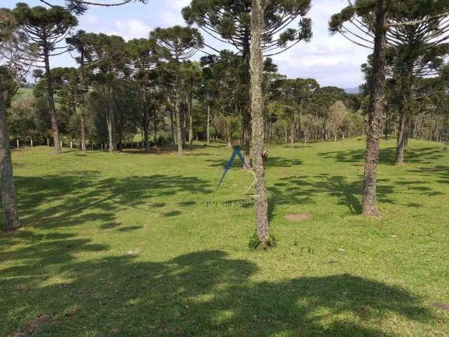 Sítio / Chácara para Venda em São José dos Pinhais/PR Zona Rural 5 Quartos