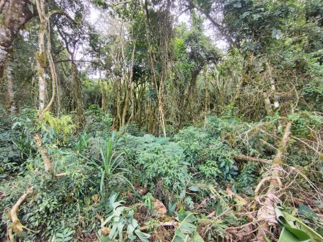 Sítio / Chácara para Venda em São José dos Pinhais/PR Campestre da Faxina