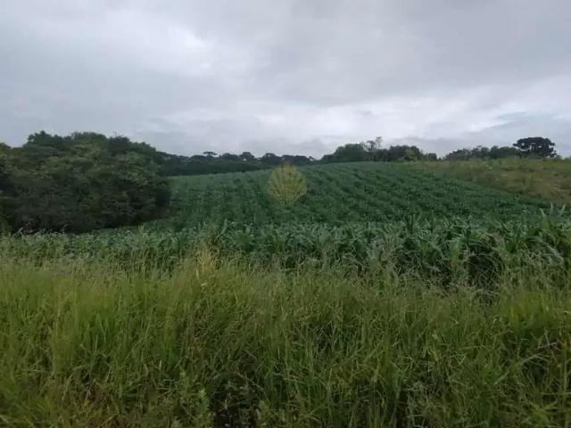 Sítio / Chácara para Venda em São José dos Pinhais/PR Cachoeira 1 Quartos