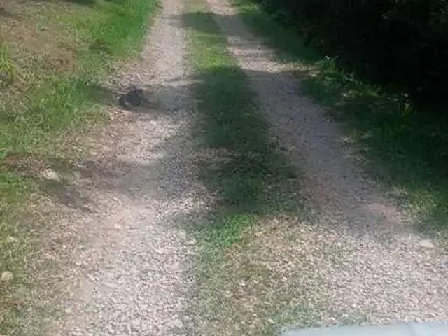 Sítio / Chácara para Venda em São José dos Pinhais/PR Contenda 1 Quartos