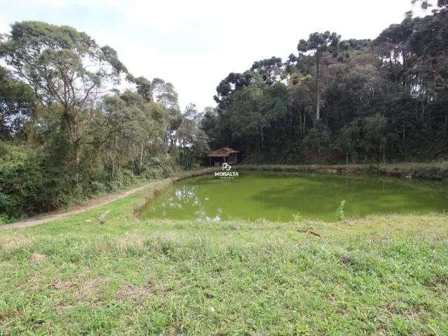 Sítio / Chácara para Venda em São José dos Pinhais/PR Colônia Murici