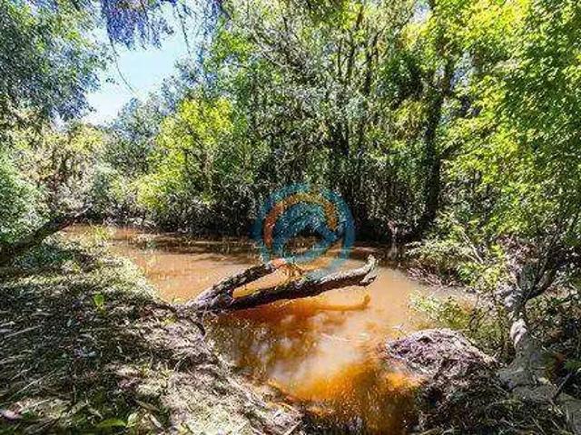 Sítio / Chácara para Venda em São José dos Pinhais/PR Colônia Murici