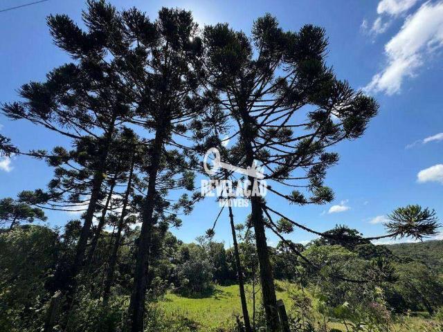Sítio / Chácara para Venda em São José dos Pinhais/PR Colônia Murici