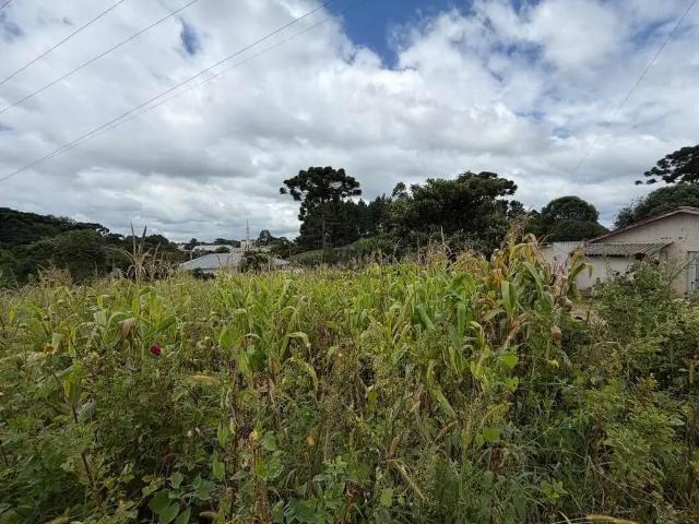 Sítio / Chácara para Venda em São José dos Pinhais/PR Colônia Murici 3 Quartos