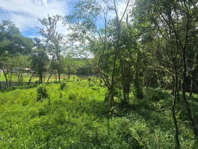 Sítio / Chácara para Venda em São José dos Pinhais/PR Colônia Malhada