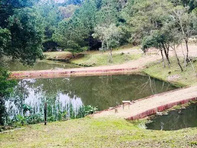 Sítio / Chácara para Venda em São José dos Pinhais/PR Cotia 4 Quartos