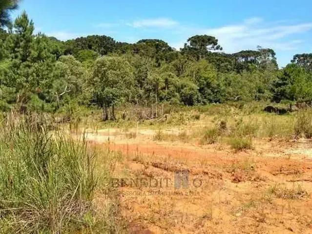 Sítio / Chácara para Venda em São José dos Pinhais/PR Cotia 1 Quartos
