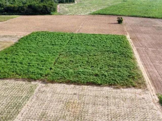 Sítio / Chácara para Venda em São José de Mipibu/RN Sítio Arenã 1 Quartos