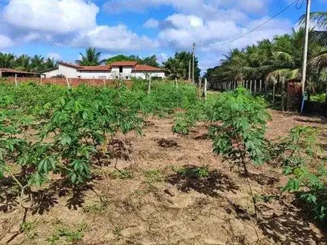 Sítio / Chácara para Venda em São José de Mipibu/RN Sítio Arenã 1 Quartos