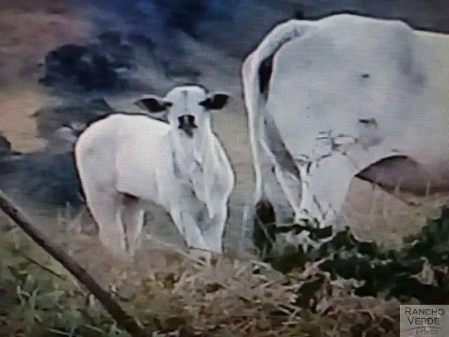 Sítio / Chácara para Venda em São Luiz do Paraitinga/SP Centro