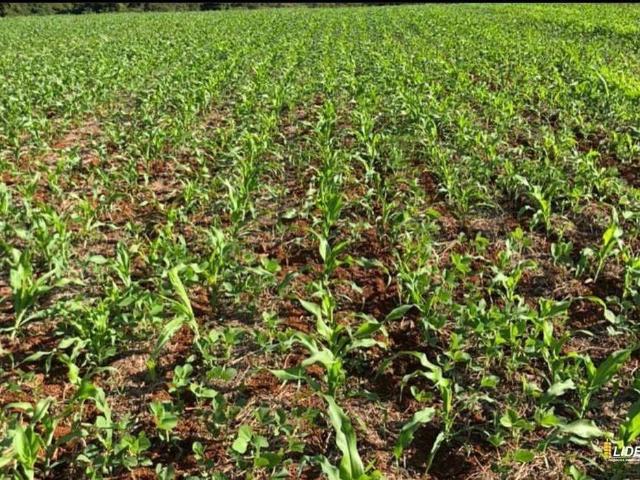 Sítio / Chácara para Venda em São Paulo/SP Área Rural de São Paulo