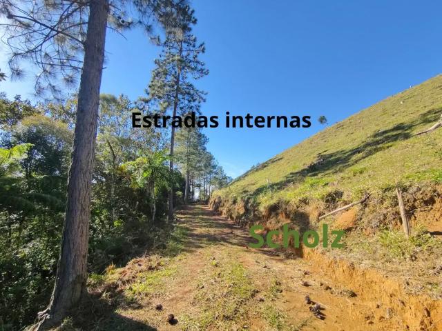 Sítio / Chácara para Venda em São Pedro de Alcântara/SC Barro Branco