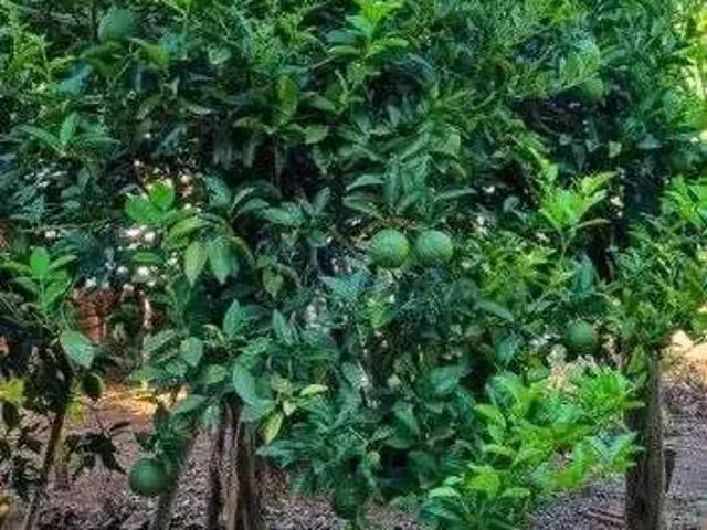 Sítio / Chácara para Venda em São Pedro do Ivaí/PR Centro 2 Quartos