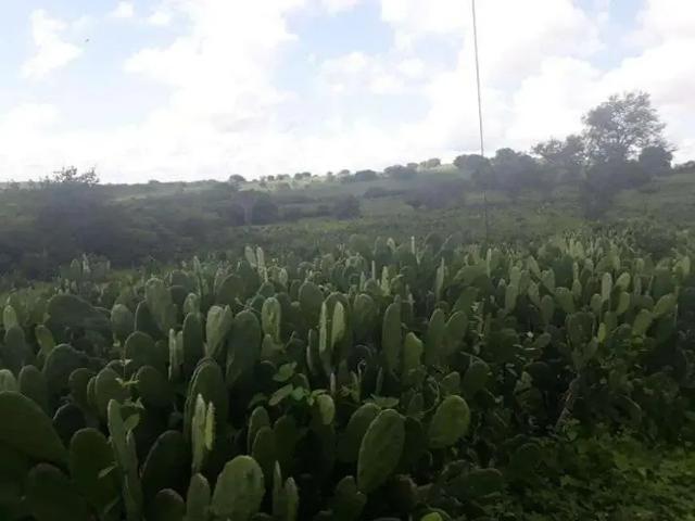 Sítio / Chácara para Venda em São Pedro/RN Centro 3 Quartos