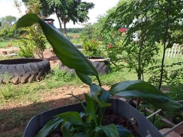 Sítio / Chácara para Venda em São Pedro/RN Centro 3 Quartos