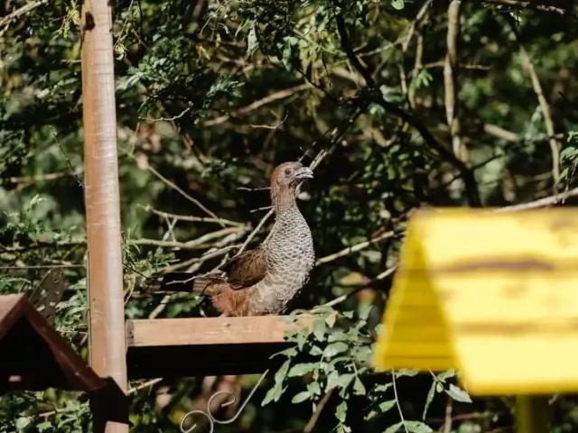 Sítio / Chácara para Venda em Santo Amaro da Imperatriz/SC Pagará 1 Quartos