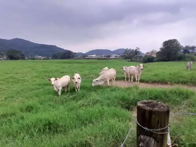 Sítio / Chácara para Venda em Santo Amaro da Imperatriz/SC Sul do Rio