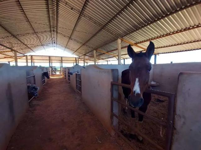 Sítio / Chácara para Venda em Santo Antônio de Posse/SP Barreiro 1 Quartos