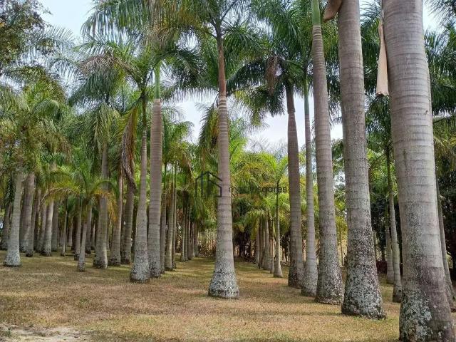 Sítio / Chácara para Venda em Santo Antônio de Posse/SP Barreiro 5 Quartos