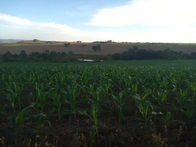 Sítio / Chácara para Venda em Santo Antônio do Descoberto/GO Área Rural de Santo Antônio do Descoberto 3 Quartos