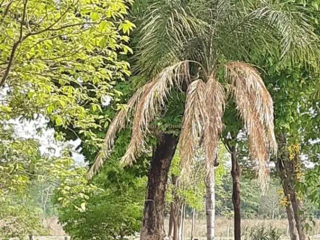 Sítio / Chácara para Venda em Santo Antônio do Leverger/MT Agrovila Das Palmeiras 2 Quartos