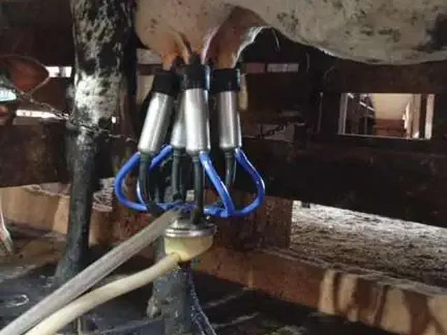Sítio / Chácara para Venda em Santo Antônio do Leverger/MT Zona Rural 4 Quartos