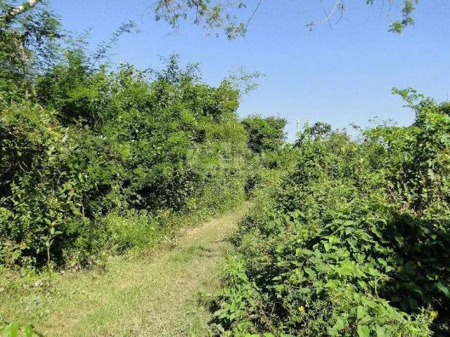 Sítio / Chácara para Venda em Santo Antônio do Leverger/MT Zona Rural 5 Quartos