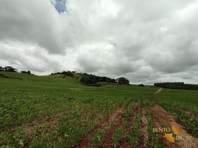 Sítio / Chácara para Venda em Santo Antônio do Sudoeste/PR Centro