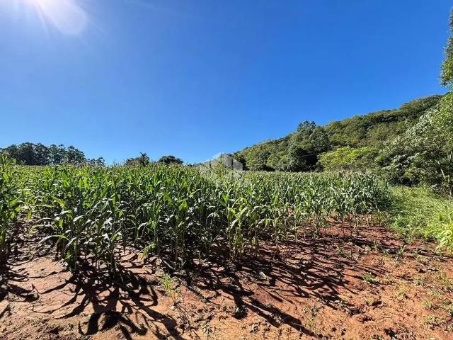 Sítio / Chácara para Venda em Santa Cruz do Sul/RS Área Rural de Santa Cruz do Sul