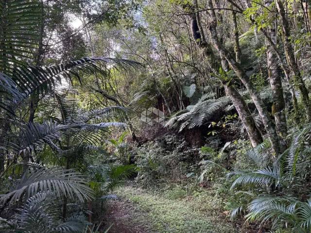 Sítio / Chácara para Venda em Santa Cruz do Sul/RS Linha Santa Cruz