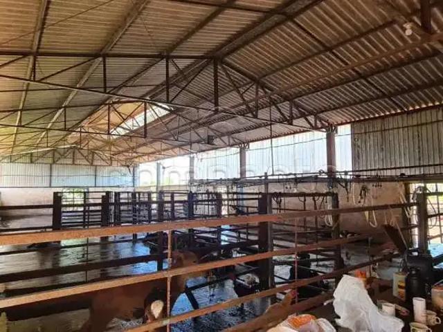 Sítio / Chácara para Venda em Santa Albertina/SP Centro 4 Quartos